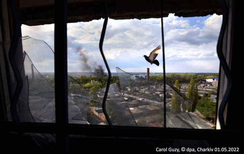 Taube fliegt über die Trümmer einer ukrainischen Stadt